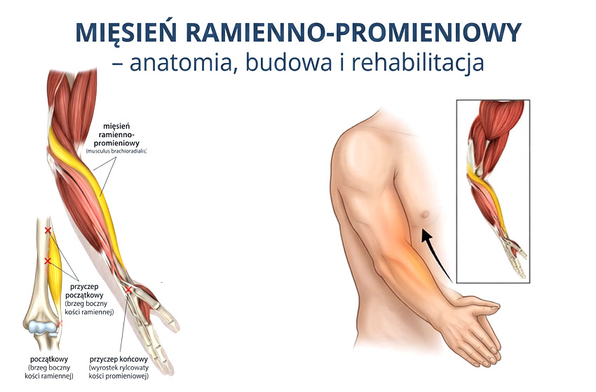 Mięsień ramienno-promieniowy – anatomia, budowa i rehabilitacja